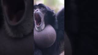 Screaming gibbons monkey [upl. by Kylen391]