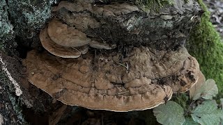 4K Ganoderma applanatum Mushroom Identification [upl. by Erlene892]