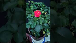 Tips For Rose Plant  How To Care Rose Plant shortvideo bagwani plant growing shorts [upl. by Battista870]