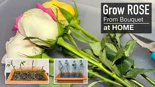 Rose  Grow your Own Roses from Cuttings at Home [upl. by Sucramej]