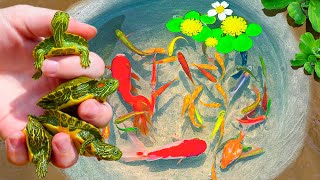 Catching Rare Turtle Nest In Tiny Pond Pencil Fish Aquarium Fish Neon Fish PingPong Pearl Fish [upl. by Anelat]