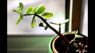 Jade Plant Time Lapse [upl. by Ovid]