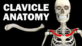 ANATOMY OF THE CLAVICLE COLLARBONE [upl. by Adlay]