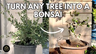 How to Turn ANY Tree into a Bonsai [upl. by Nnaeinahpets]