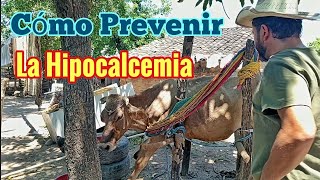 Cómo Prevenir la Hipocalcemia en Vacas El Secreto para Evitar la Vaca Caída [upl. by Adlecirg]