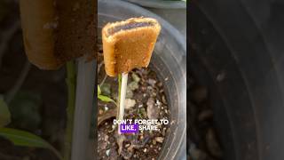 Will Insects Chew on an Expired Fig A Fun Experiment [upl. by Ilegna159]