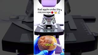 Bad apple under the microscope microscope [upl. by Anytsirhc]