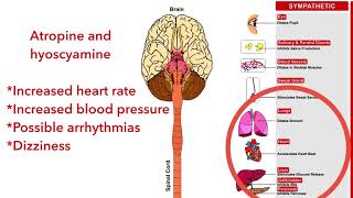 Anticholinergic agents hyoscyamine atropine pharmacology [upl. by Aeneg]