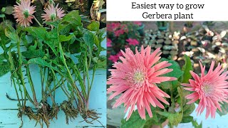 Gerbera plant propagation  How to grow Gerbera plant  Easy and simple way to grow Gerbera [upl. by Ssur]