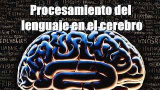 Un reciente estudio reveló una parte desconocida del procesamiento del lenguaje en el cerebro [upl. by Pitchford]