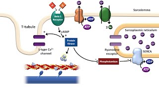 Cardiac ExcitationContraction Coupling [upl. by Wilkens]