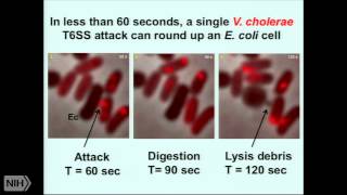 The extraordinary bacterial Type VI secretion machine [upl. by Ridley]