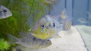 Gymnogeophagus australis [upl. by Glimp]