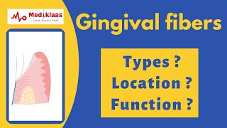 Gingival fibers  types  function  Mediklaas [upl. by Schacker284]