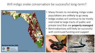 Eastern Indigo Snake Presentation [upl. by Atikahc]