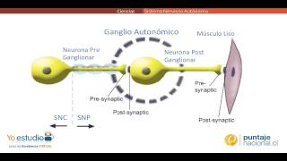 Sistema Nervioso Autónomo [upl. by Schuster359]