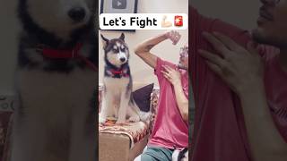 Most powerful dog breeds vs Me 🚨shorts dog husky trendingsongs hanumankind [upl. by Chellman590]