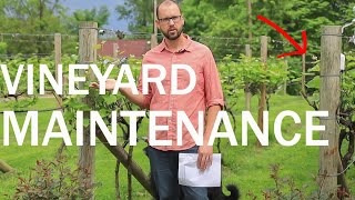 Backyard Vineyard  Annual Maintenance to Prevent Problems and Make Great Grapes [upl. by Zacharias]