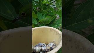 harvesting quail eggs in the mini aviary [upl. by Etnomal]