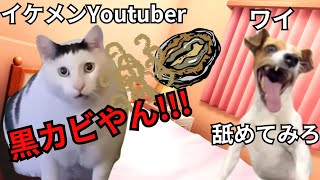 【猫ミーム】某イケメンYoutuberがワイをお持ち帰りしようとしてきたので、必殺黒アワビで撃退した話＃猫マニ＃猫ミーム [upl. by Gronseth]