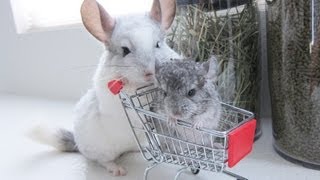 Chinchilla Takes her Baby Shopping [upl. by Lossa]