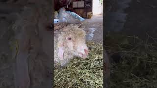 Wool and Cheese production in the French countryside 🌀🌿 [upl. by Ueih]