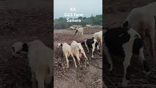 Sheep and goats eagerly eat the dry wood of the cotton crop goatkeeper sheepsheep animals farm [upl. by Thalassa]