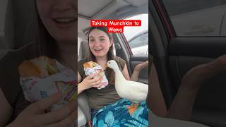 Wawa Duck ASMR makes me less sad about Hoagie Fest leaving🦆 Ducks ASMR IceWater Wawa PetDucks [upl. by Fast797]