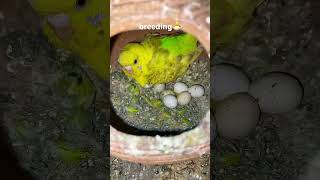 Bujji parrot breeding short treding budgies bird food [upl. by Nay]