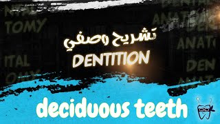 012 dentition  DECIDUOUS teeth Anterior AND Posterior [upl. by Sasnett]