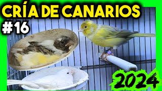 16 CRÍA CANARIOS 2024 💥 Ésto ocurre en el Aviario [upl. by Coit]