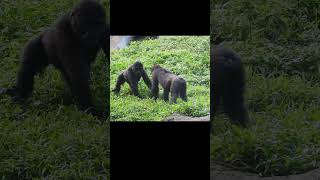 little gorilla brothers Jabali 4y old amp Ringo 3y5m old Taipei Zoo shorts 台北市立動物園 小大猩猩 呷百二 [upl. by Vitoria]