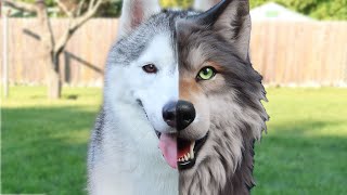 Is Your Husky Actually Part Wolf Fan Friday 255 [upl. by Koran390]