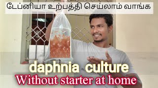 Daphnia Culture Without Starter [upl. by Arada]