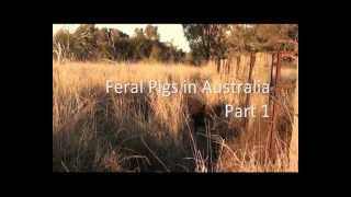 Feral Pigs in Australia  Part 1 Introduction [upl. by Greer]