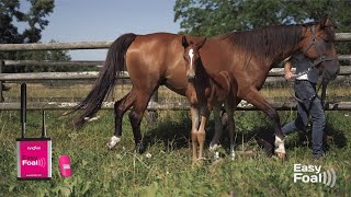 The EasyFoal Foaling Alarm  Why it is essential for breeders [upl. by Gniy]