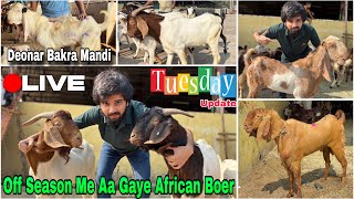 Deonar Bakra Mandi Tuesday Latest Update 19 November 2024  Deonar Full Mandi Tour Vlogs Boer Bakra [upl. by Aihsinat]