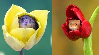 Photographer Tiptoes Through The Tulips To Shoot Harvest Mice [upl. by Ainecey]