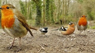 Videos y Película Para Gatos  Canto de Aves [upl. by Kohn]