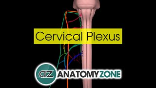 Cervical Plexus  Anatomy Tutorial [upl. by Enaek]