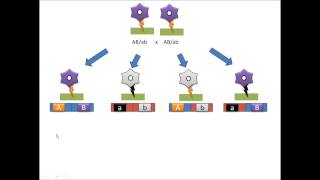 Chrashkurs Genetik  Prozesse 6  Crossover [upl. by Azirb56]
