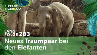 Die Liebesgeschichte zweier Elefanten Langfolge 203  Elefant Tiger amp Co  ARD [upl. by Eentruok]