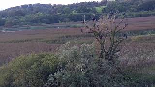 RSPB Leighton Moss Osprey Platform Live Stream [upl. by Rheba]