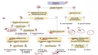 Microbiology course  Scheme of cocci [upl. by Eelan]