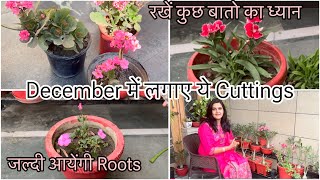 December में जल्दी लगाए इन 10 Flowers Plant की Cutting  10  12 दिन में ही आ जायेंगी Roots 🪴 [upl. by Morten220]