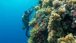 SCUBA Diving Egypt Red Sea  Underwater Video HD [upl. by Einrae928]