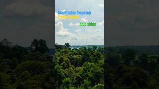 MacRitchie Reservoir hiking singapore food foodie foodlover foodvlog marinabay vlog vlogs [upl. by Haissem239]