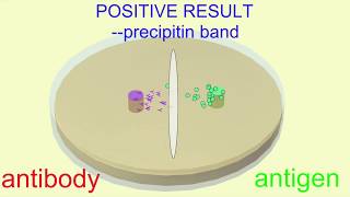 Ouchterlony immunoassay [upl. by Ragse]