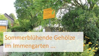 Sommerblühende GEHÖLZE in meinem Immengarten [upl. by Ihtraa]