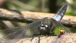 Eine große Blaupfeil Libelle bei der Eiablage Altrhein BobenheimRoxheim [upl. by Forsyth]